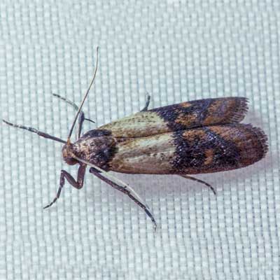 Moths Pest Control and Extermination