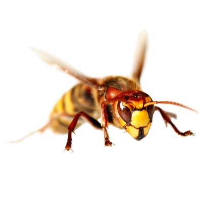 Wasp Pest Control and Extermination