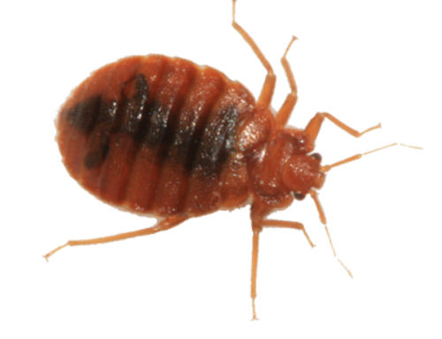 HOW ARE BED BUGS DIFFERENT FROM DUST MITES?