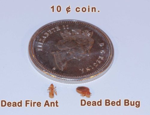 How To Identify Bedbugs In Your Home And Tackle Them On Your Own