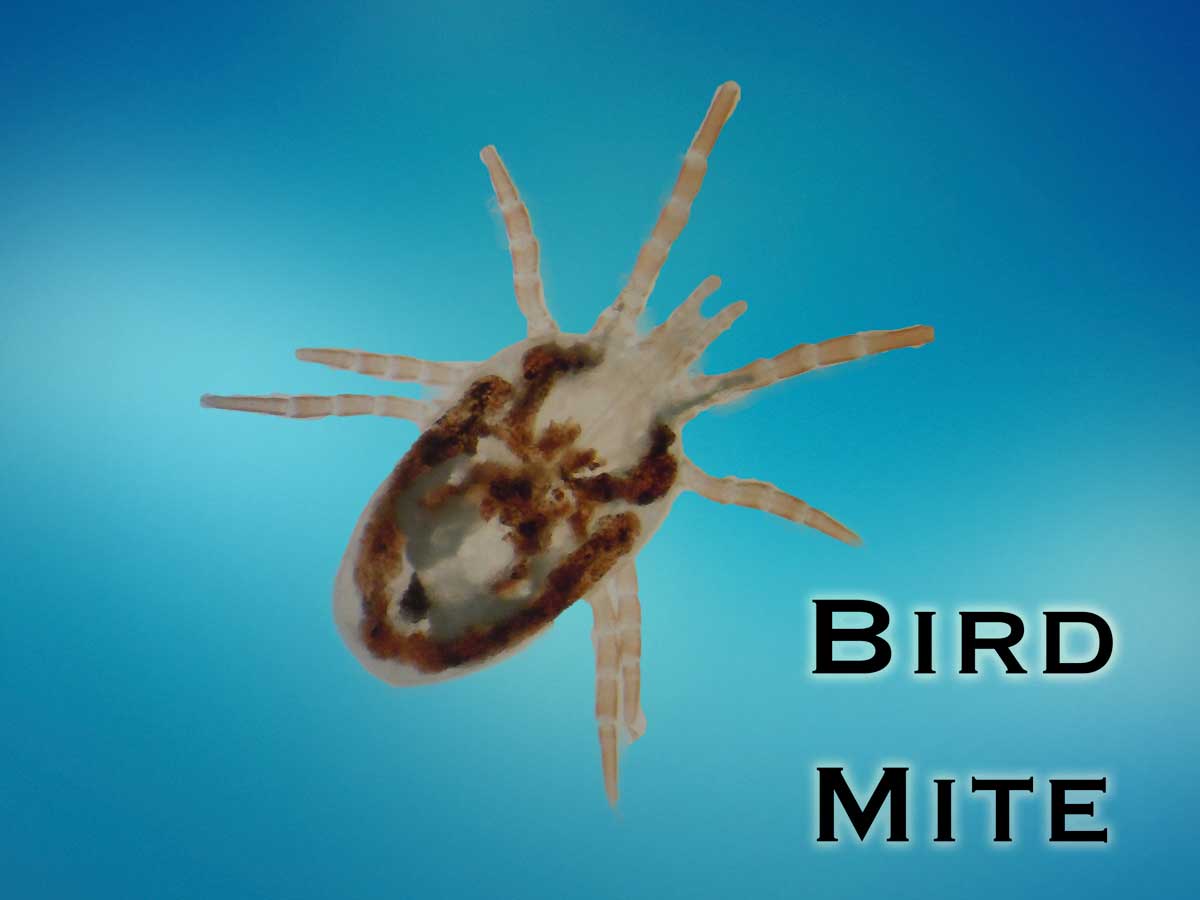 Bird Mite