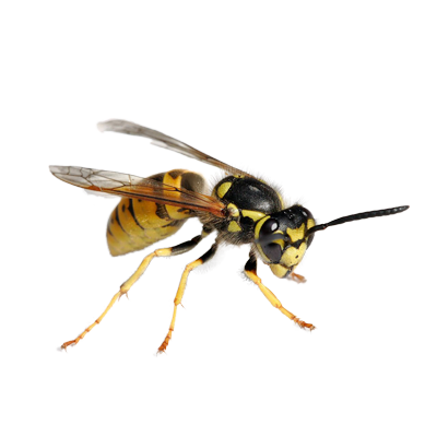 WASPS AND HORNETS